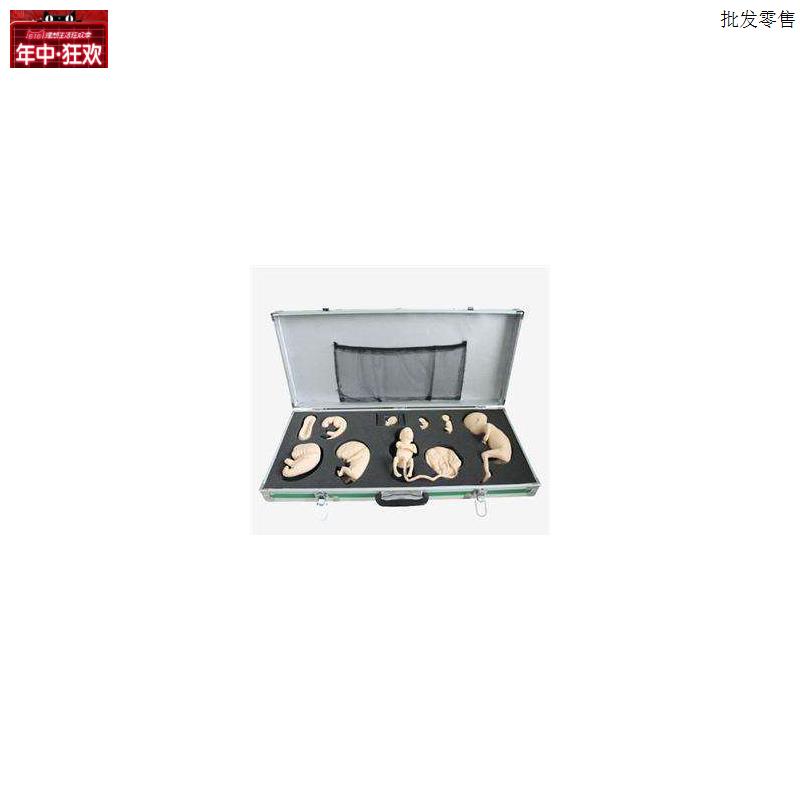 高级胚胎发育过程模型