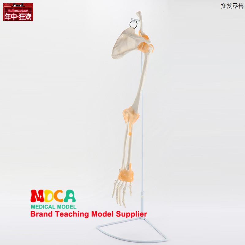 上肢骨带韧带手脚踝关节骨骼v模型髋推拿医用医学教学MSG006