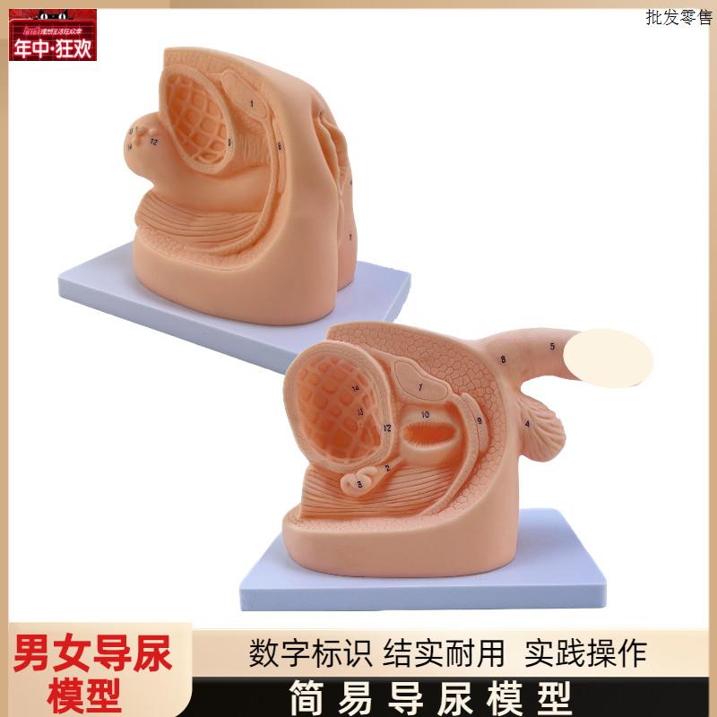 女性内外生殖器解剖模型及导尿模E具医学用人体导尿插管模型教具
