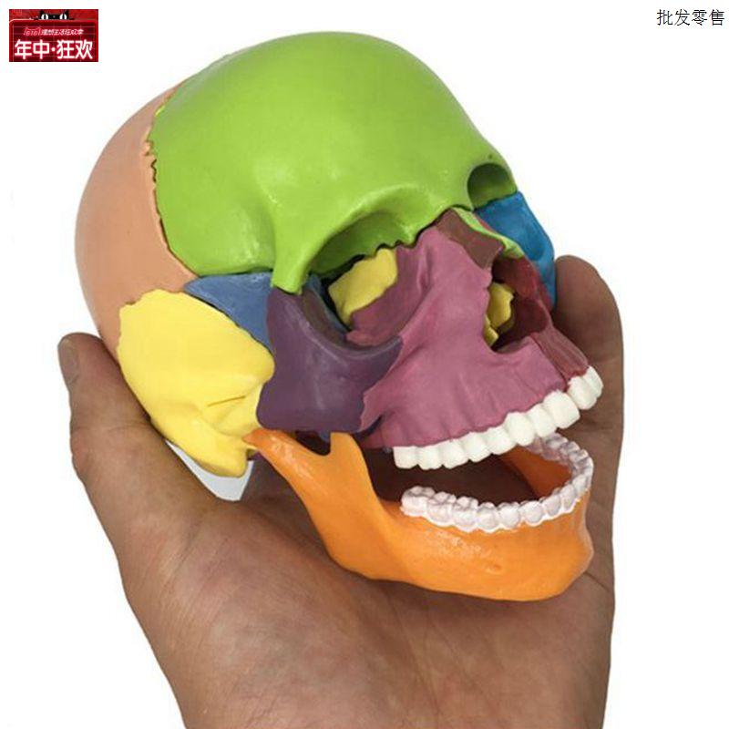 15部件可拆卸骷髅人头骨模型医用牙科诊所色i彩分离仿真教美术医