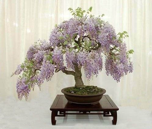 紫藤花  紫罗兰  红花紫藤 老桩盆景 紫荆  紫薇花盆景