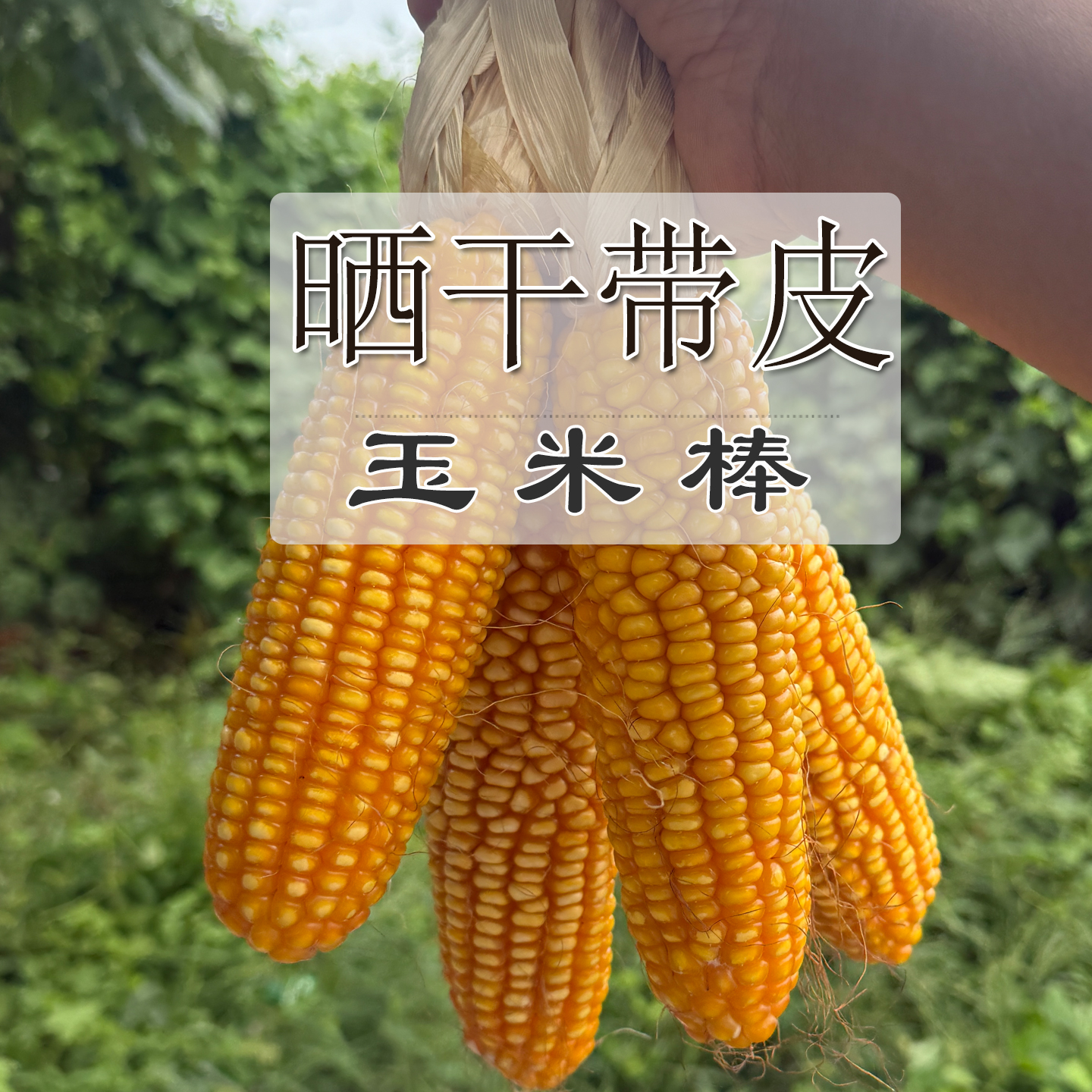 玉米棒晒干带皮幼儿园装饰教学道具老玉米串农作物摆件当季新货