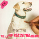 画狗猫宠物手绘素描画像手绘泰迪装 饰定制鸟兔彩色画宠物照片纪念