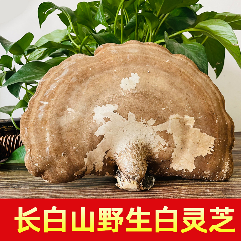 白灵芝野生纯天然 玉芝林芝 正品长白山白灵芝片可打粉500克包邮