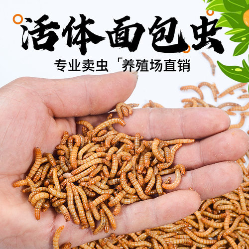 面包虫活体黄粉虫鲜活体喂鸟蜘蛛乌龟龙鱼活饵八哥蜥蜴守宫饲料