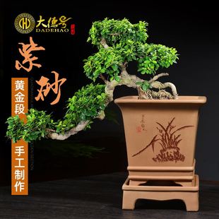 大德号四方形带托盘宜兴陶瓷紫砂花盆发财树盆景盆树桩兰花盆专用