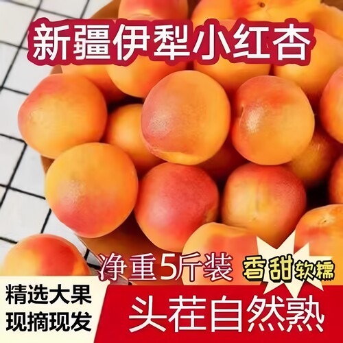 新疆小红杏吊干杏库车大黄杏甜杏新鲜5斤应季孕妇水果现摘小白杏Z