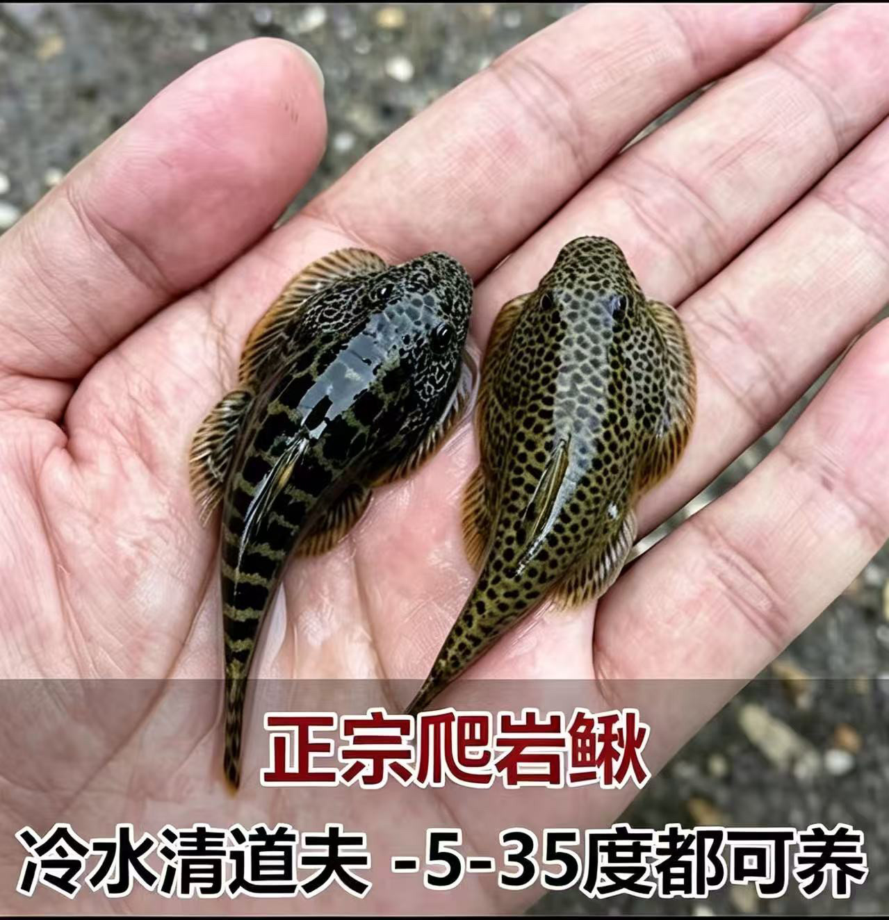 贵州爬岩鳅双吸盘鳅川爬鳅冷水清洁工工具鱼擦玻璃吃垃圾不伤鱼虾