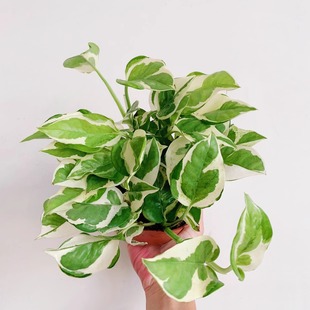 白金葛观叶绿植盆栽北欧风室内竹芋雪花绿萝客厅物好养耐阴花叶
