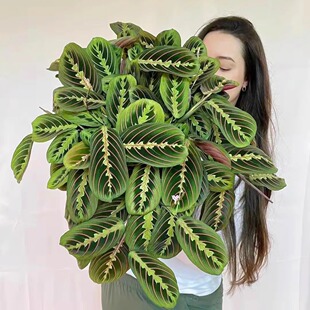 红脉叶蝉竹芋绿植好养悬挂蜻蜓叶室内北欧网红ins盆栽观叶垂吊花