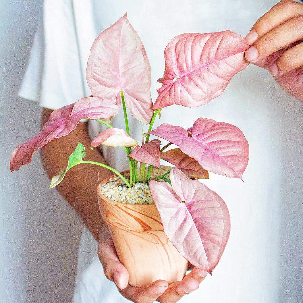 红粉佳人合果芋办公室高颜值植物