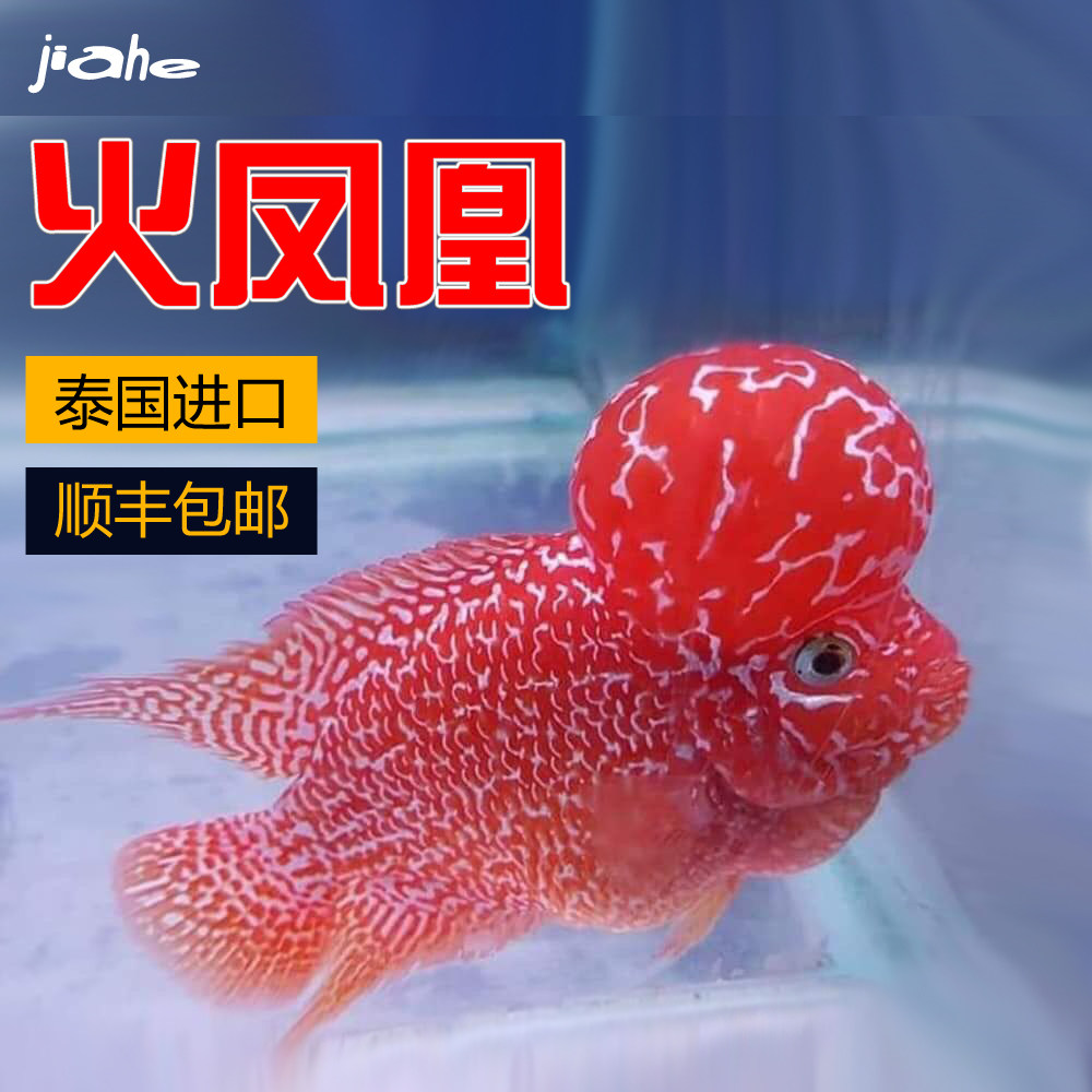 泰国进口火凤凰罗汉鱼亚成活体赛级褪砂大水头艳红金花火凤罗汉鱼