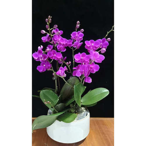 满天红蝴蝶兰盆栽带花苞带花剑客厅室内好养花卉绿植