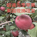 云南昭通八年老店昭通苹果冻干苹果厂自有果园出口品质脆爽甘甜