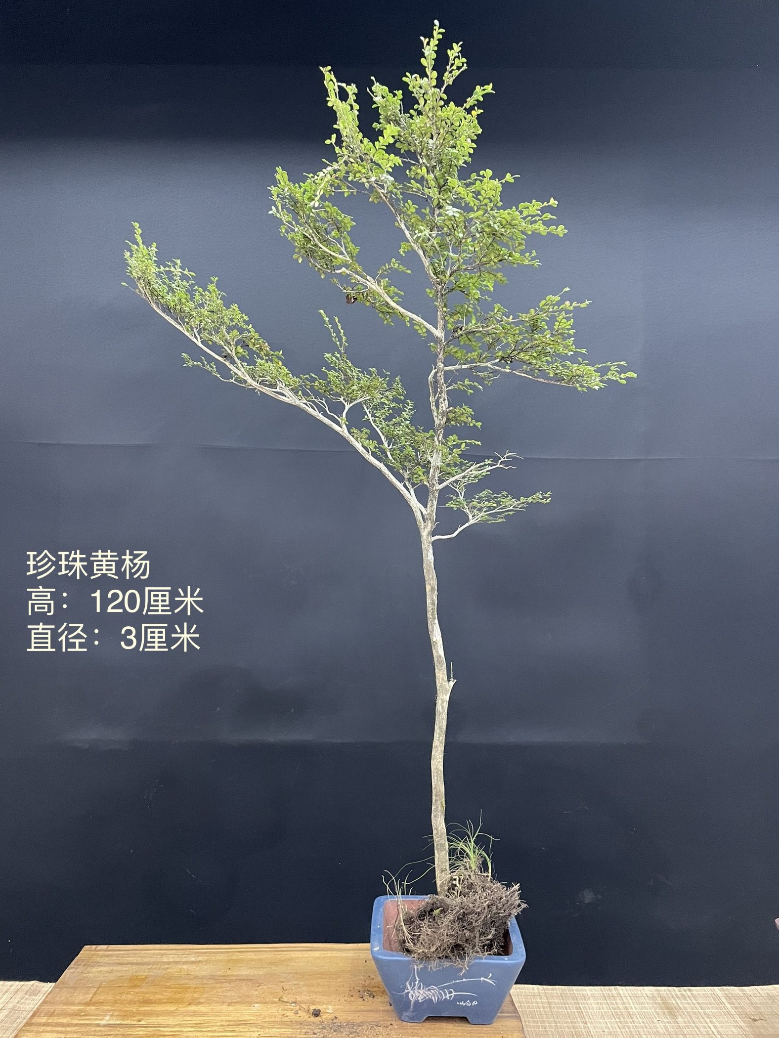 湖北恩施珍珠黄杨树桩/珍珠黄杨盆景桩 正宗湖北产地 黄杨盆景/03