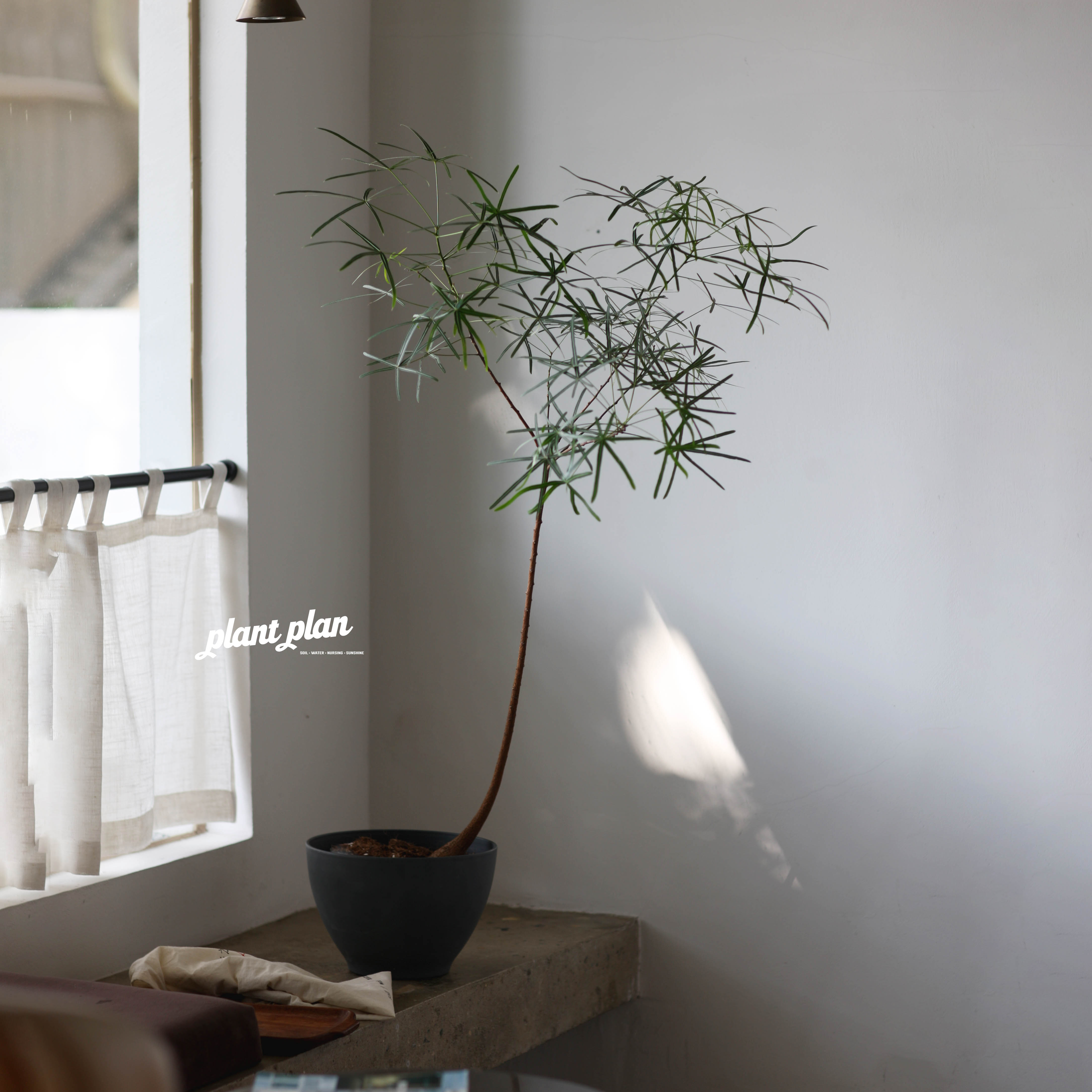 造型昆士兰瓶干树空间绿植