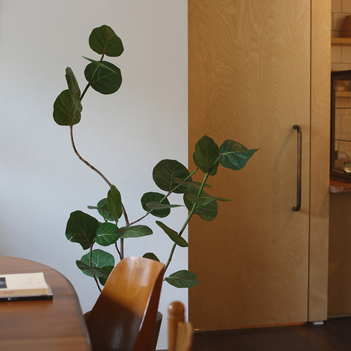 观叶造型海葡萄卧室净化空气