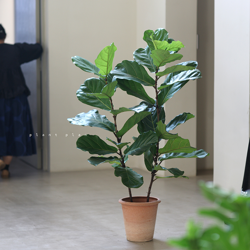 氛围绿植琴叶榕新手值得入手系列