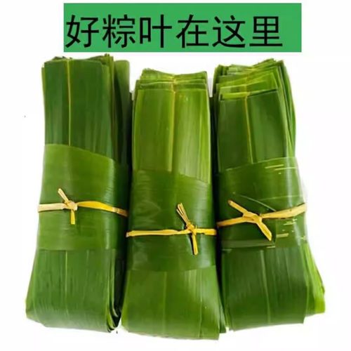粽叶新鲜免邮大粽子叶纯天然现摘