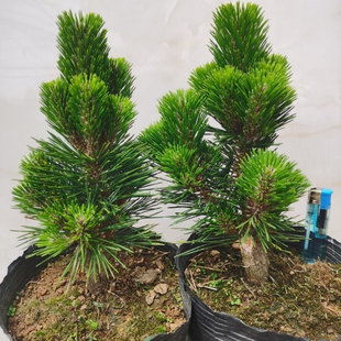 日本短针千寿丸黑松嫁接矮霸坨根多头造型盆景精品老桩小苗素材