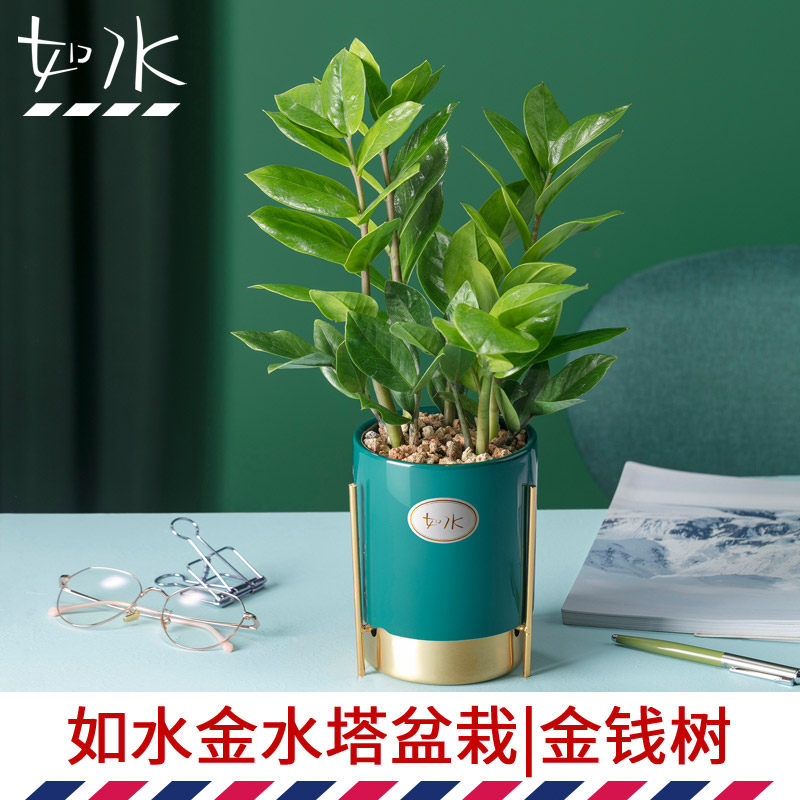 如水金水塔盆栽 金钱树 办公室水培绿植