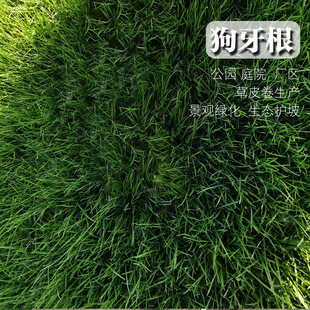 草坪种子暖季型草籽百慕大草坪基地用种四季种狗牙根护坡草坪籽