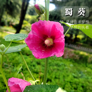 复瓣蜀葵花卉种子一丈红大蜀季红黄白粉色花春季户外花草蜀葵种子