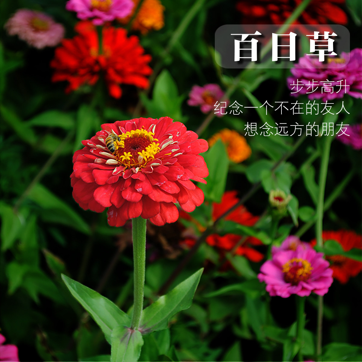 庭院绿化阳台花籽百日菊种子 红色黄色绿色花期长多色百日草花种