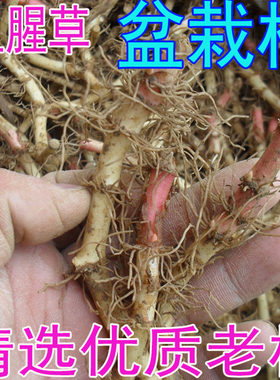 鱼腥草折耳根新鲜老根贵州