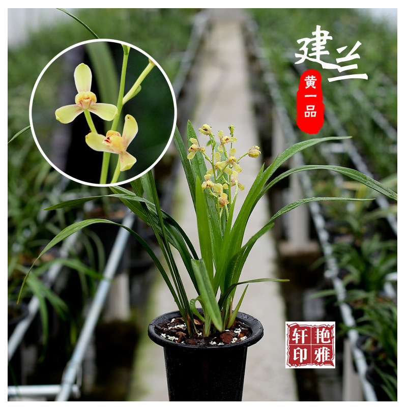 兰花苗 建兰四季兰黄一品 清香带花苞盆栽花卉办公室