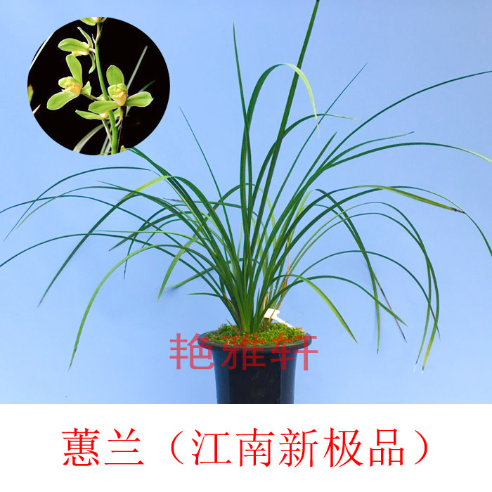兰花 蕙兰 江南新极品 蕙兰新八种之一 160/苗 包邮