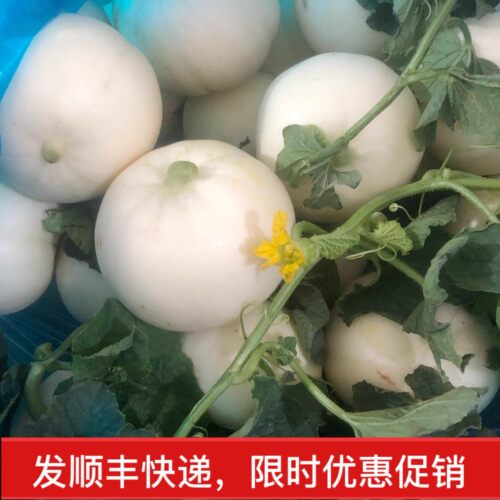 温州特产灵昆白瓜农家水果