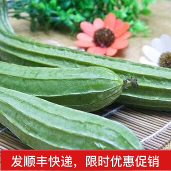 温州本地新鲜八棱瓜5斤鲜嫩八角瓜丝瓜农菜自种蔬菜现摘食用特产