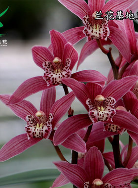 翁源兰花苗台北小姐带花浓香红霞仙子大花小神童好养室内花卉盆栽