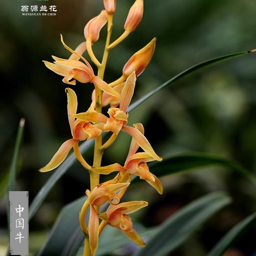 高端老种墨兰中国牛带花浓香好养