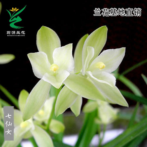 翁源兰花苗老种四季建兰七仙女