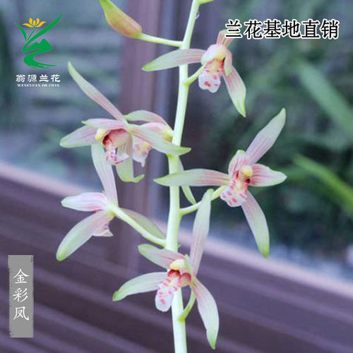 高端墨兰艺草金彩凤带花浓香好养