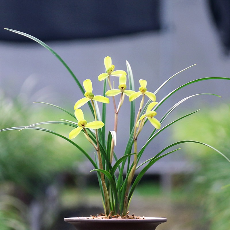 高端老种春剑高梅带花浓香型好养