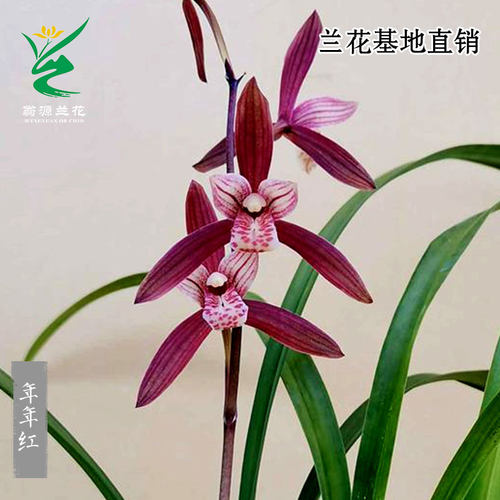 四季建兰花苗年年红带花浓香好养