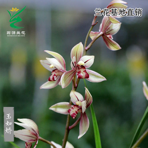 建兰玉如娇带花浓香好养室内阳台