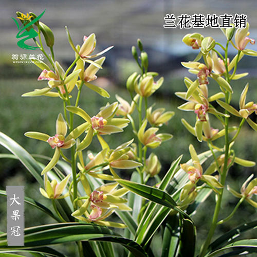 四季建兰金边线艺大果冠带花浓香