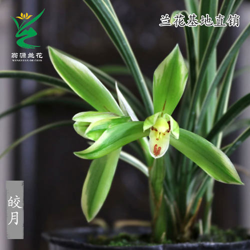 翁源兰花苗正品春兰线艺细叶皎月
