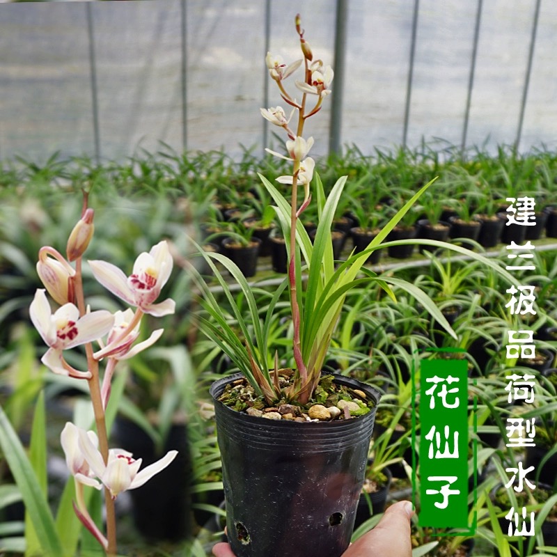 高端老种四季建兰花仙子带花浓香