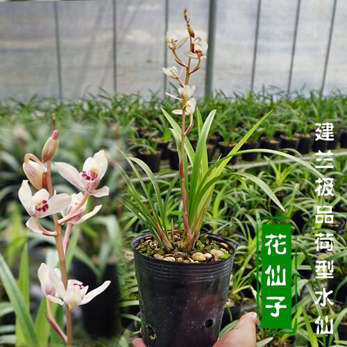 建兰花仙子东方仙子带花苞浓香型