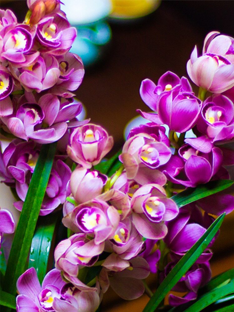 新款翁源兰花苗大花蕙兰红酒之恋粉红色大花浓香矮种好养绿植花卉