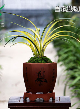 翁源兰花苗墨兰铭品兰阳之松中透金黄色带艺奇花送礼高端绿植盆栽