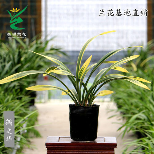 高端老种墨兰艺草鹤之华带花浓香