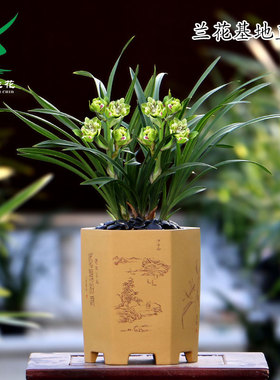 翁源春兰九仙牡丹带花浓香彩素四季建兰花苗富山奇蝶好养室内花卉