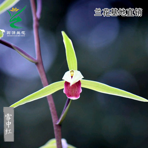 高端老种寒兰红舌雪中红带花浓香