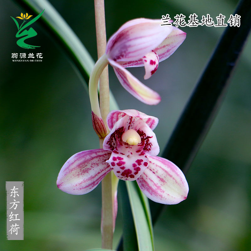 老种四季建兰东方红荷带花浓香型